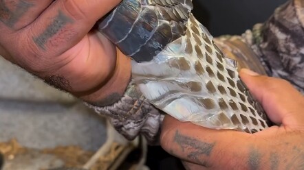 Helping pet snakes shed their skin