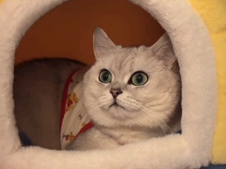 เหล่าเฟินเหอถึงกับตะลึง อะไรนะ? ทำไมฉันถึงเข้าสู่วัยชราแล้ว!?