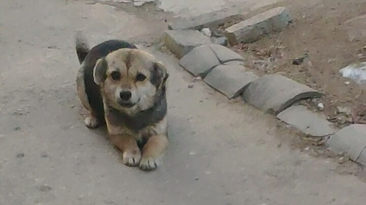 Tết về quê làm thế nào để nhanh chóng “cưa đổ” con chó nhà hàng xóm?