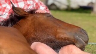 [Horse] This is a sign of the horse’s complete trust in its owner!