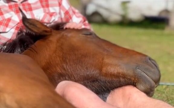 [Horse] This is a sign of the horse’s complete trust in its owner!