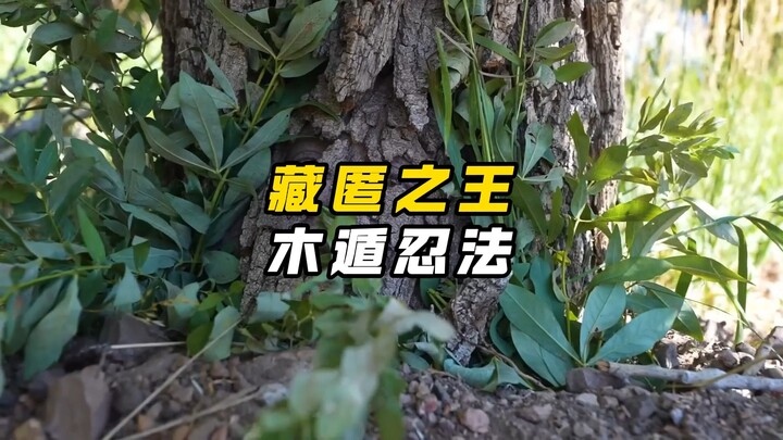 Trốn tìm hardcore: Nghệ thuật tàng hình nghịch thiên của người trốn VS Vua lính đặc nhiệm Hunter × H