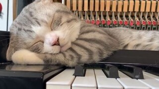 猫为什么比猪还能睡？【钢琴-Song from a secret garden】