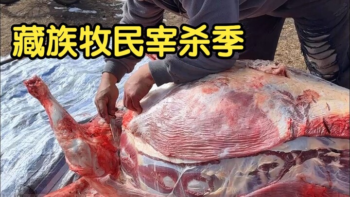 Mùa mổ bò yak của người chăn nuôi Tây Tạng đã đến, hôm nay họ mổ con yak đầu tiên.