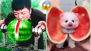Funny and Cute Dog Pomeranian 😍🐶| Funny Puppy Videos #136
