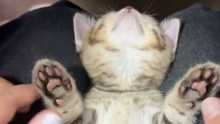 โอ้ย น่ารักจังเลย แมวน้อยลายจุด