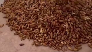 السنجاب: أنت متعالي