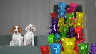 Dogs vs Giant Gummy Bear Army Prank สุนัขตลก Maymo & Potpie ประหลาดใจโดย Gummy Bears