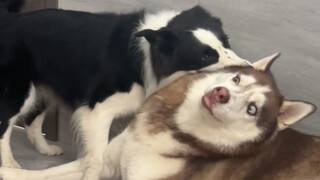 Border collie adalah anjing yang cakap, berani sekali membiarkan dia melawan dua anjing, tapi sayang