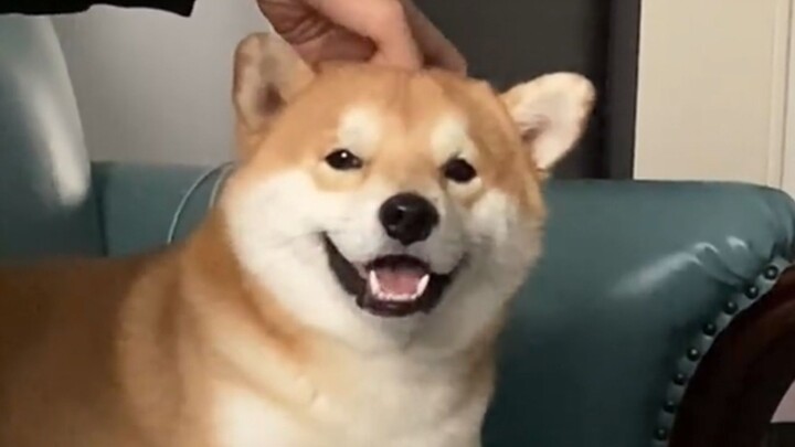 “Dogs’ love for humans is probably hardwired into their genes!”