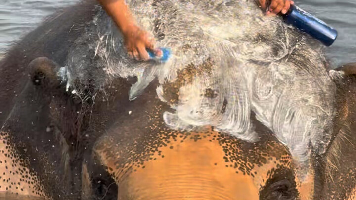 Jangan bertele-tele saat mengerjakan tugas untuk gajah, nanti dia akan ‘mendidik’ kamu 😂