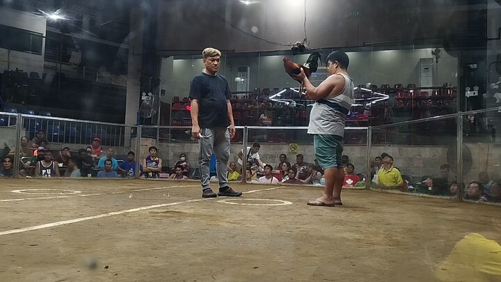 3 cock derby champion using bloodline Boston x Gilmore Hatch full brothers,at NCCA.