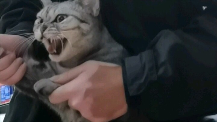 [Kamen Rider] Kucing Berubah Menjadi Kamen Rider Black