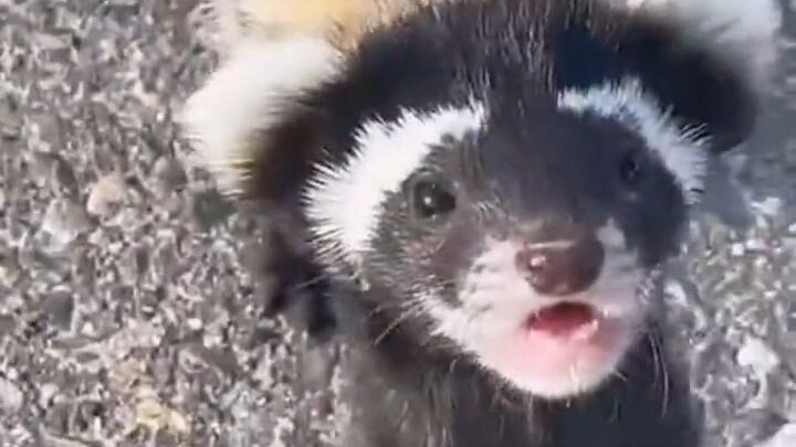 Tian Bian came across two tabby cats. Upon closer look, he realized they were actually two little on
