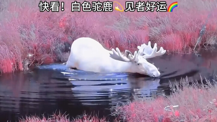 Grandma says white moose are extremely rare—only the luckiest of the lucky get to see one. It’s a si