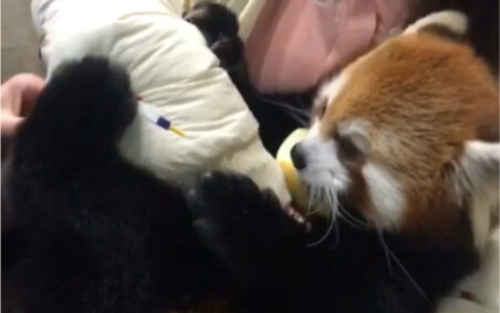 Ôm gấu trúc nhỏ như ôm búp bê vậy! Thế mà vì nặng quá, anh chàng “dọn phân” suýt nữa là không giữ nổ