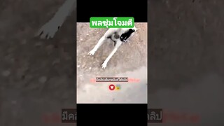 พลซุ่มโจมตี