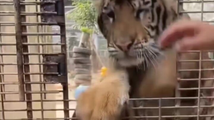 Tôi có thể dùng tay không đánh lui hổ, còn bạn thì sao?