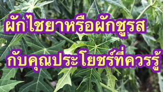 ผักไชยากับสรรพคุณที่ไม่ควรพลาด