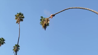 大哥这是在用绳命砍棕榈树