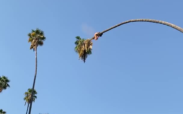 大哥这是在用绳命砍棕榈树