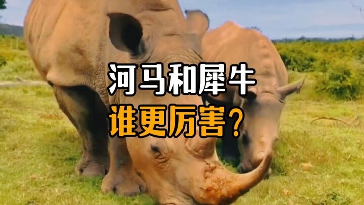 Which is stronger, the hippo or the rhinoceros?