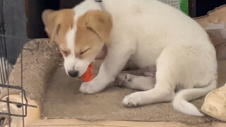 Strong destructive power—that's the only advantage I've found in him; he wants to taste everything.