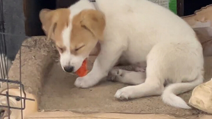 破坏能力强，这是我唯一发现他的优点，什么东西都想尝尝