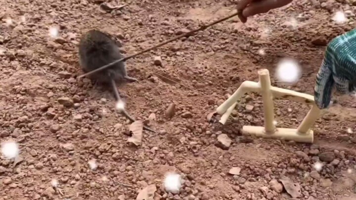 Tikus kecil