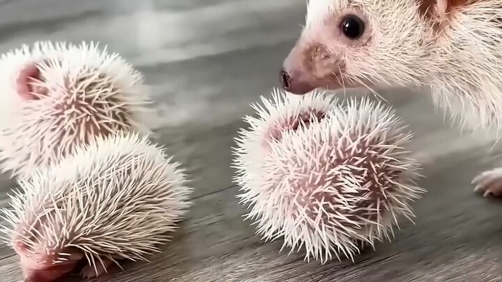 Does it hurt when a hedgehog gives birth?