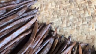 大量香荚兰出口品质 欢迎咨询