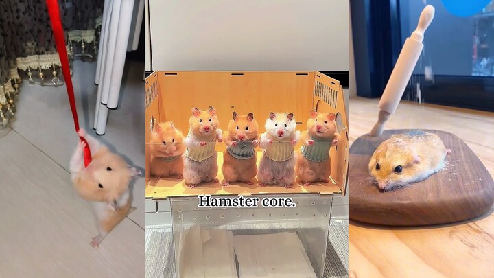 وقت الشفاء للجرذان