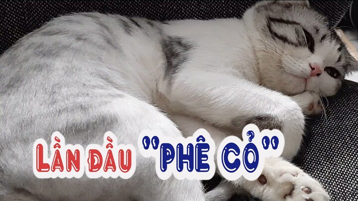 Cho mèo "chơi cỏ" và cái kết | Catnip | Bánh Bao Tivi