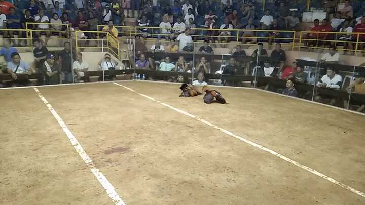 Dauin cockpit Chinese derby 2nd fight lose