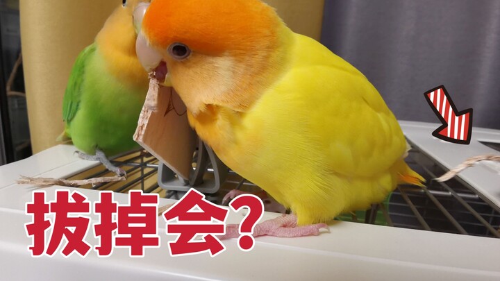 I just couldn’t take it anymore—I yanked out the little wooden stick my parrot had stuck in itself!