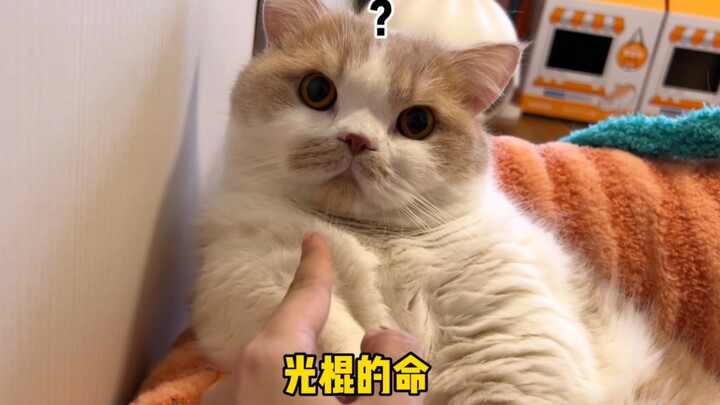 Let’s read the little cat’s palm and see if it has financial luck!