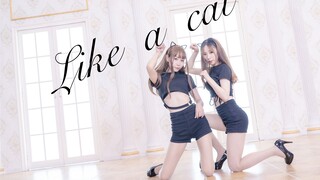 【零子酱&Honey】两万粉感谢（❤）AOA-猫步轻悄