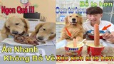 Dương KC | Gâu Đần family | chó thông minh đáng yêu | cute smart dog pet | Thú Cưng TV