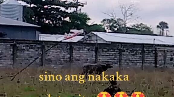 saranggola