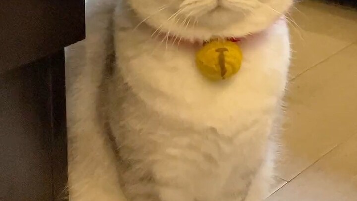 The reason why the little kitten is wearing a collar has been found!