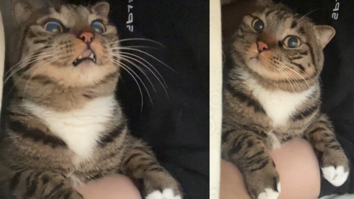 What kind of kitten crawls into dad's bed all the time!