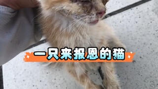 外卖小哥送餐路上救了一只流浪猫，没想到长大后变成了梦中情猫！