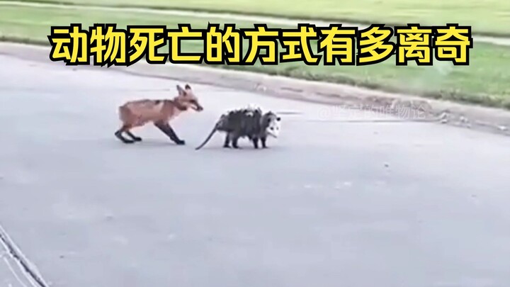 فحص الوفيات الغريبة للحيوانات 80