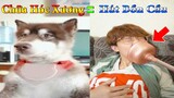 Dương KC | Ngáo Husky Troll Bố #15 | chó thông minh đáng yêu | funny cute smart dog pets Thú Cưng TV