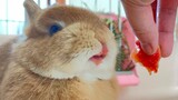 [Động vật] Tuyệt đối đừng tùy tiện cho thỏ ăn dâu tây