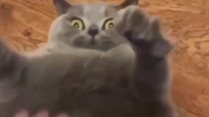 "Extra-large (Felis) cat"