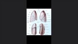 Generalidades del tórax y pulmón