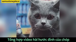 hài đỉnh của chóp