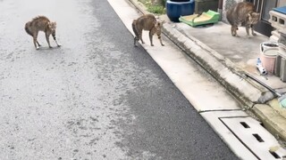 “一群野生的鲤鱼王向你发动水溅跃”