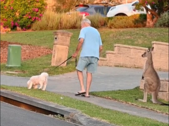 What should Australians do if they encounter a kangaroo while taking a walk?